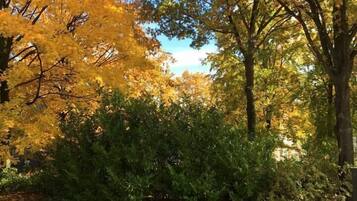 A pathway surrounded by trees with autumn foliage, a hedge, and a clear sky.