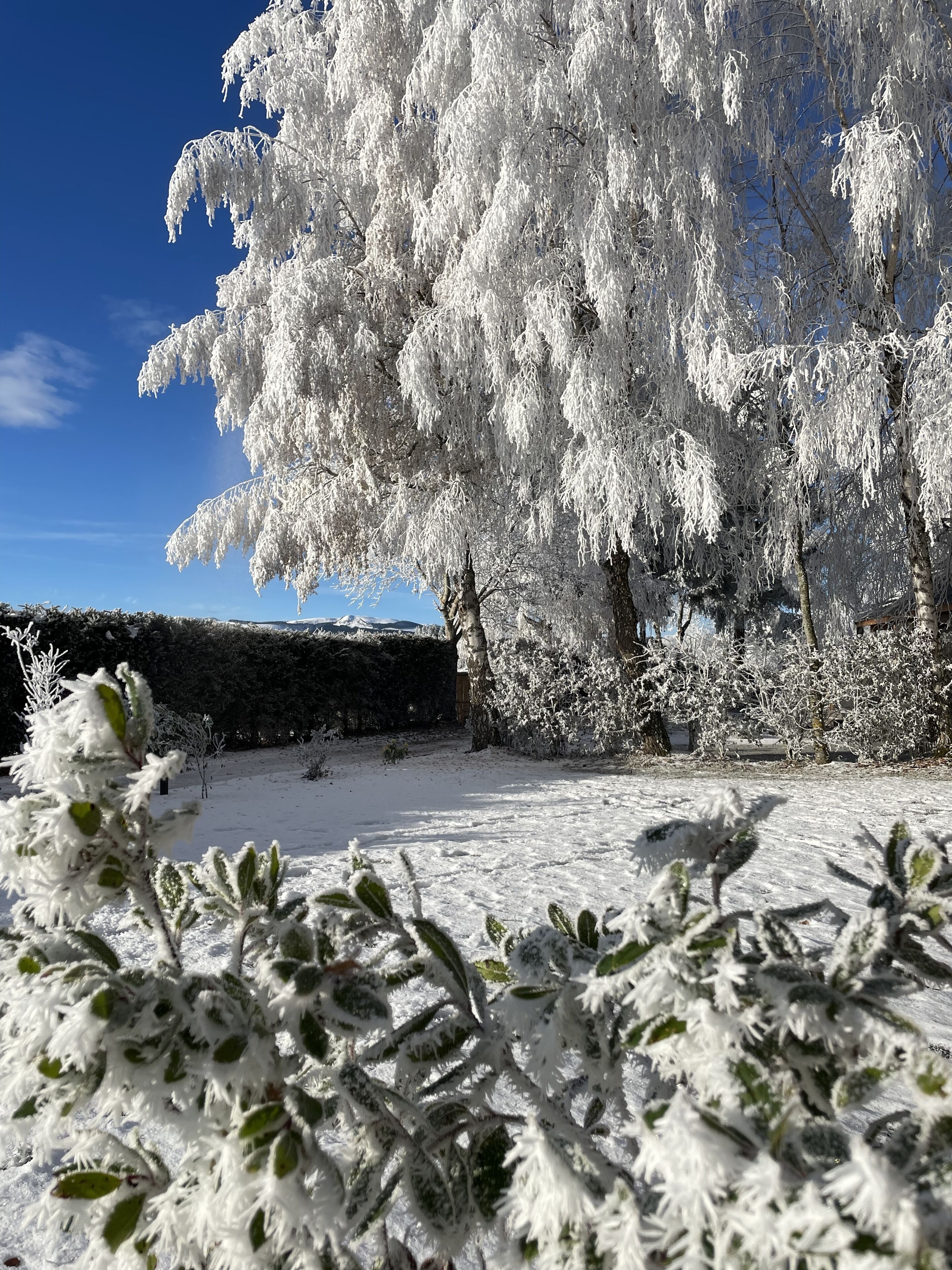 A snow-covered garden with a large tree and a hedge.