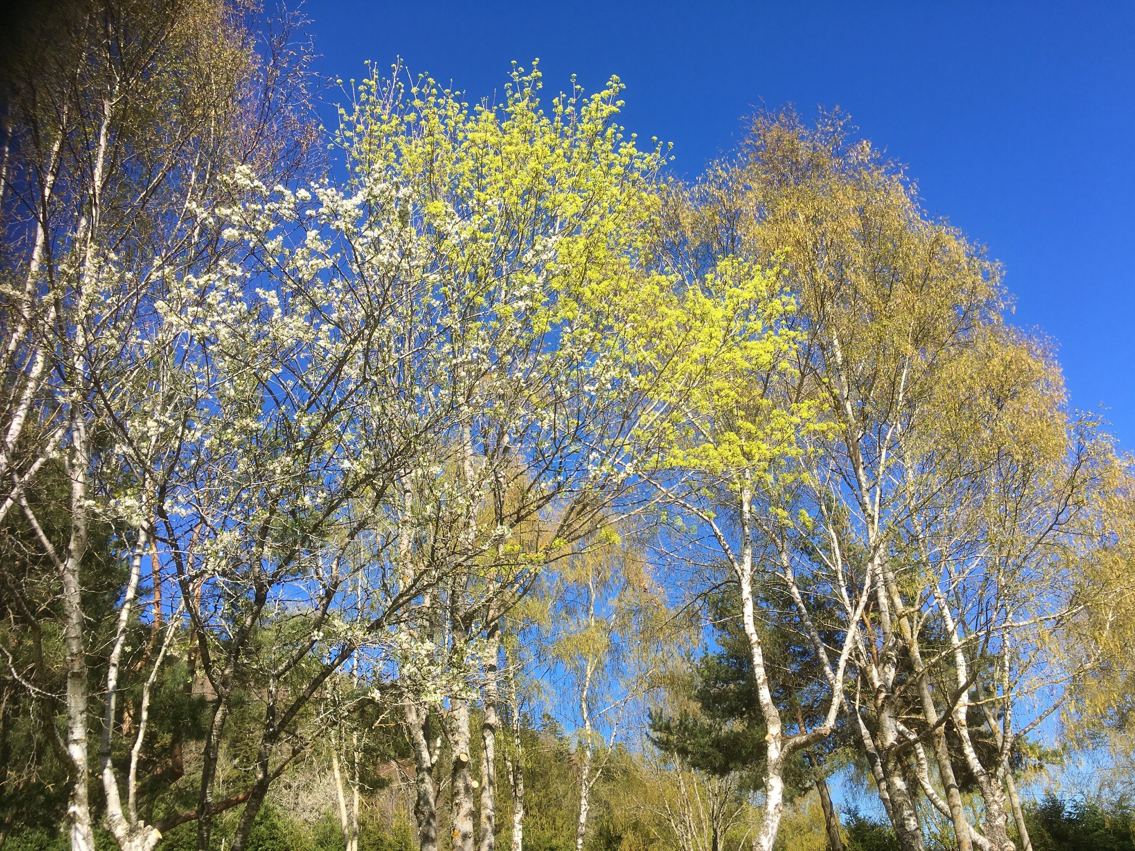 comfort suite, 1 queen bed, terrace, garden view | 2 bedrooms, premium bedding, memory-foam beds, in-room safe