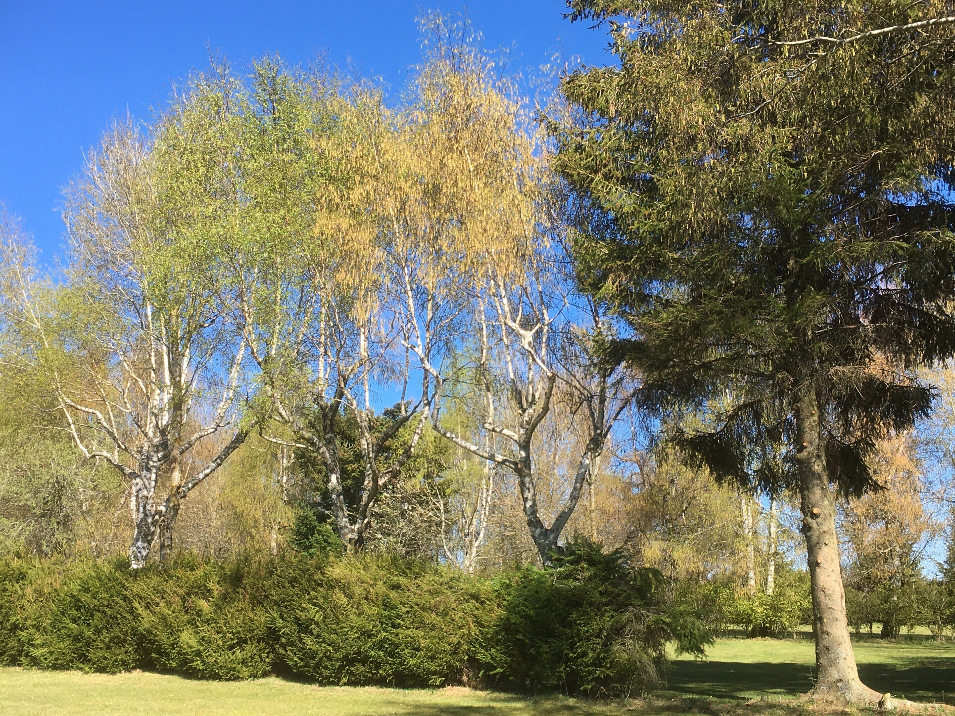 comfort suite, 1 queen bed, terrace, garden view | 2 bedrooms, premium bedding, memory-foam beds, in-room safe