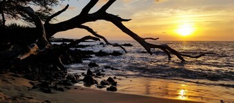 Ferns & Frogs Forest Hale 3 Bedroom Home by RedAwning