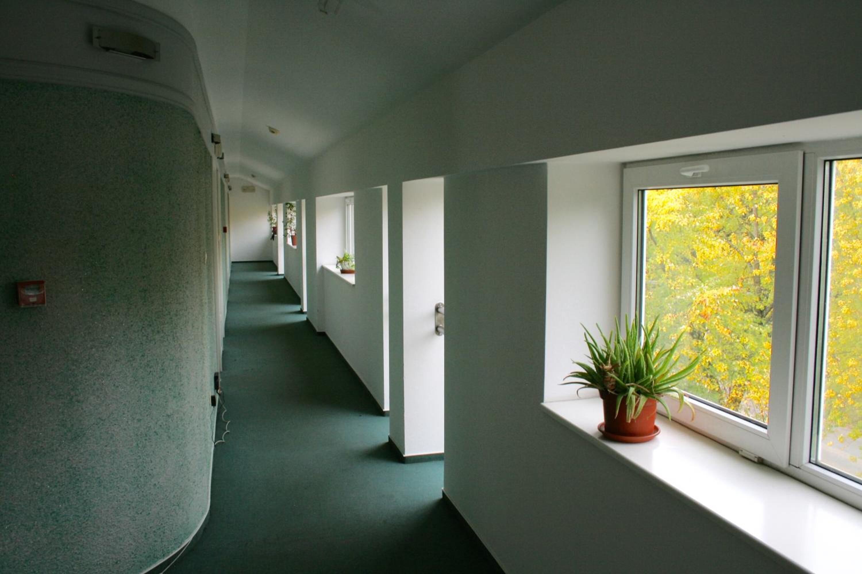 A corridor with a curved wall on the left, a green carpet, and windows with potted plants on the right.