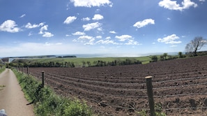A vineyard with rows of grapevines, a dirt path, and a view of the ocean and hills in the distance. - Little Mead (Tenby)