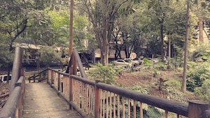 Un puente de madera con valla de bambú, rodeado de un bosque denso y coches estacionados.