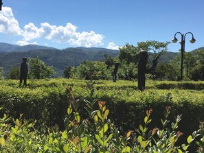 Un jardín ajardinado con setos recortados y una vista despejada de montañas lejanas.