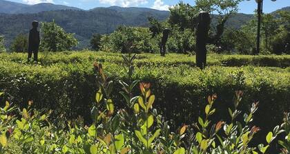 Authentic Villa surrounded by Nature CIN IT055032C29Z019674