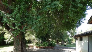 Ein Gartenbereich mit einem großen Baum, einem Ziegelpflanzkübel und einem Kiesweg, der zu einem Gebäude führt.