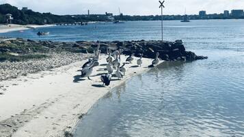 Una playa con un afloramiento rocoso y una señal de paso a nivel.