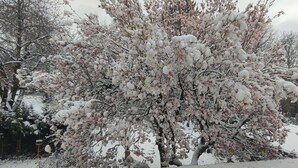 A snow-covered tree with dense branches and a thick trunk. - Pension Doemens (Aachen)