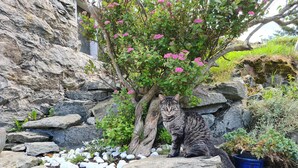 Un muro de piedra con un gato sentado encima.