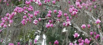 The Budd-Pafford House: The Rose Room