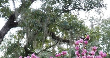 The Budd-Pafford House: The Rose Room