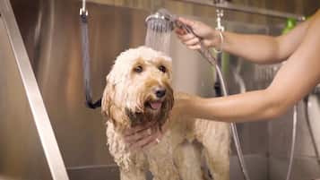 A dog being bathed in a modern bathroom with a large mirror and stainless steel fixtures.