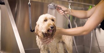 A dog being bathed in a modern bathroom with a large mirror and stainless steel fixtures.