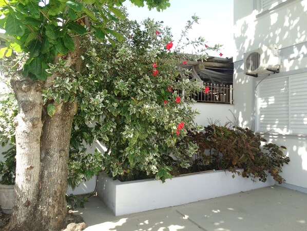 Jardim