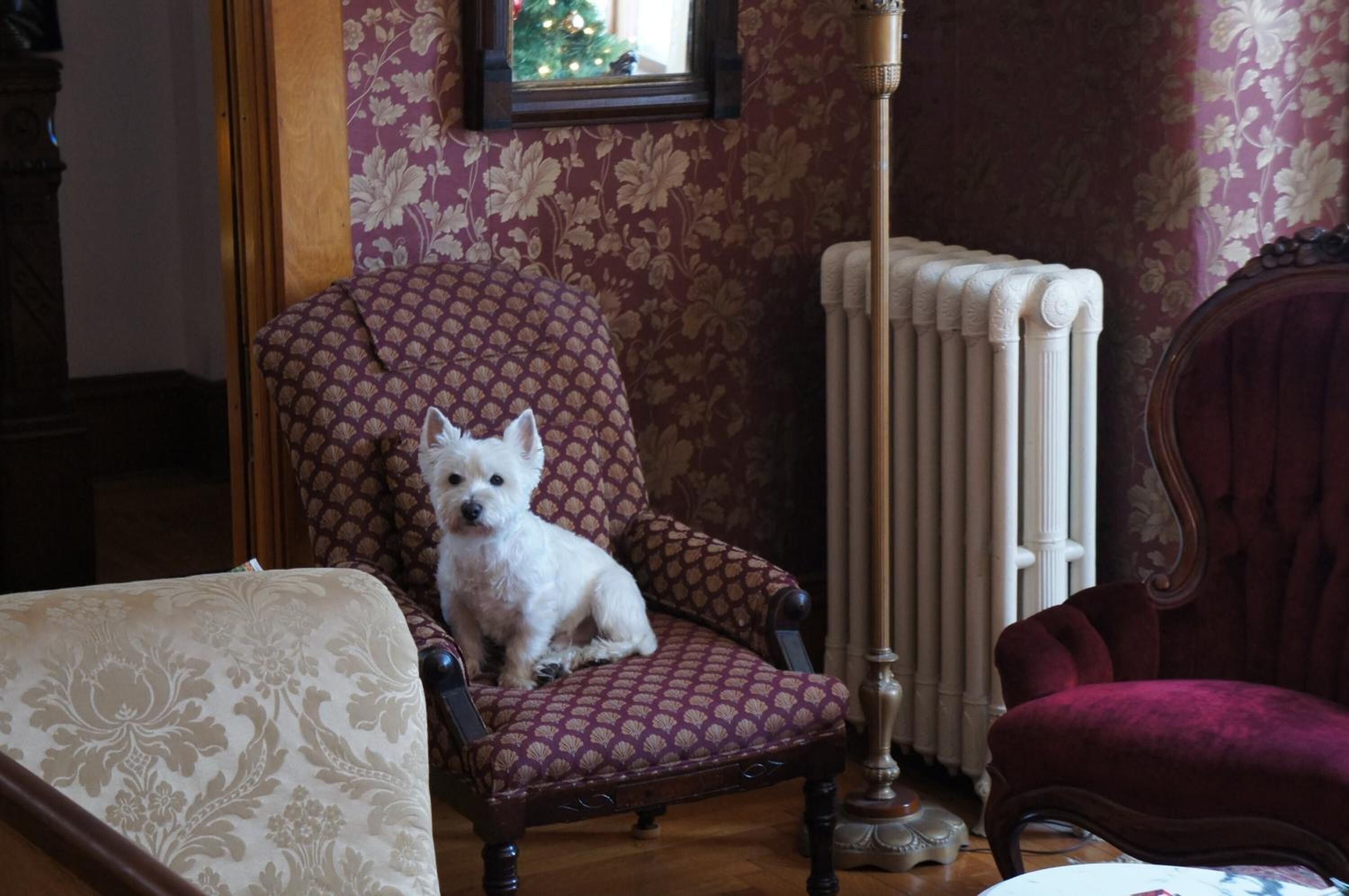 Una habitación con un sillón estampado, un radiador y suelo de madera.