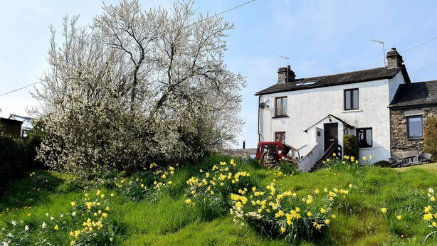 A white house with a stone extension, surrounded by a garden with yellow flowers and a large flowering tree. - 2 bedroom accommodation in Crosthwaite (Crosthwaite)