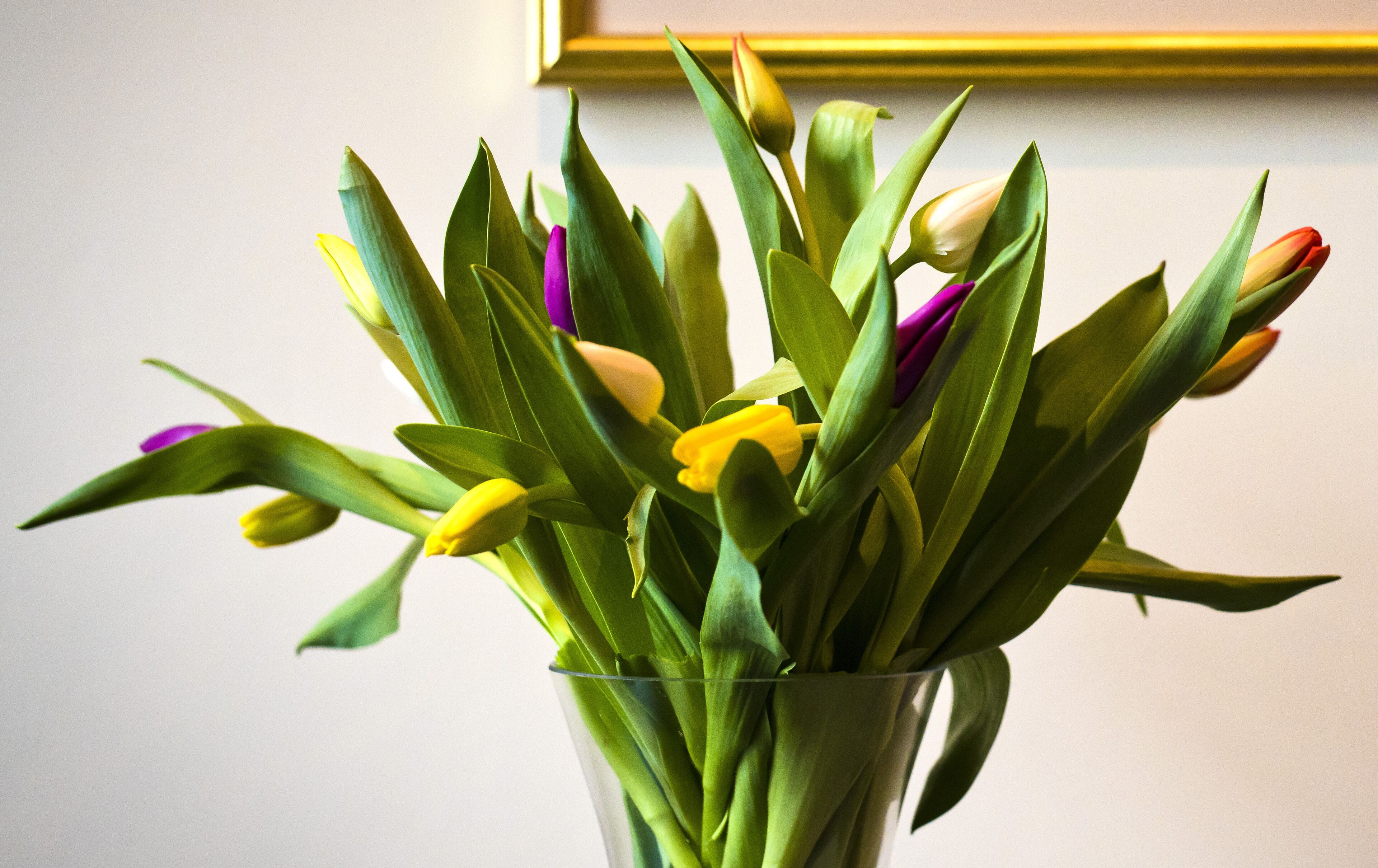 Foto - Bowling Green