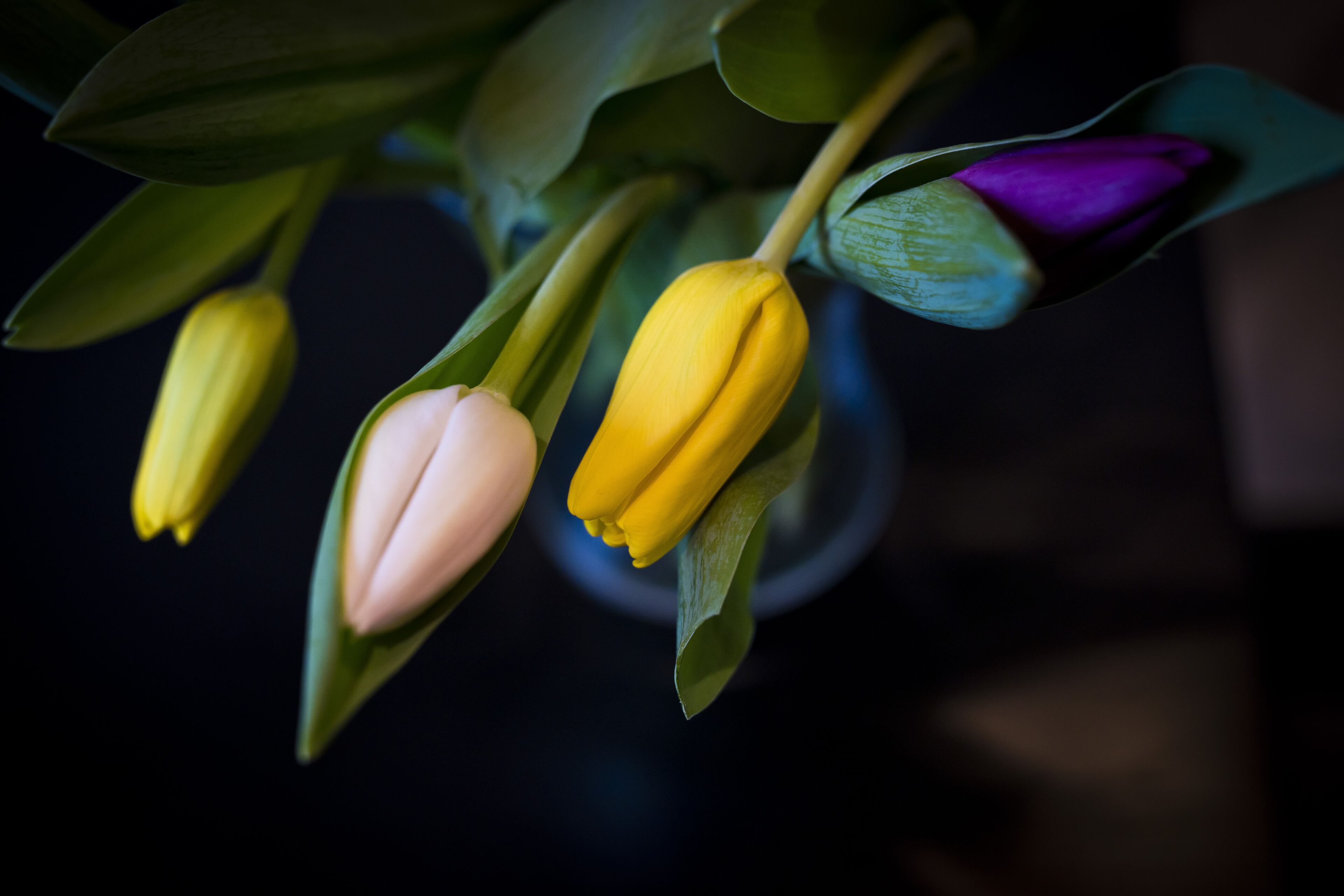 Foto - Bowling Green