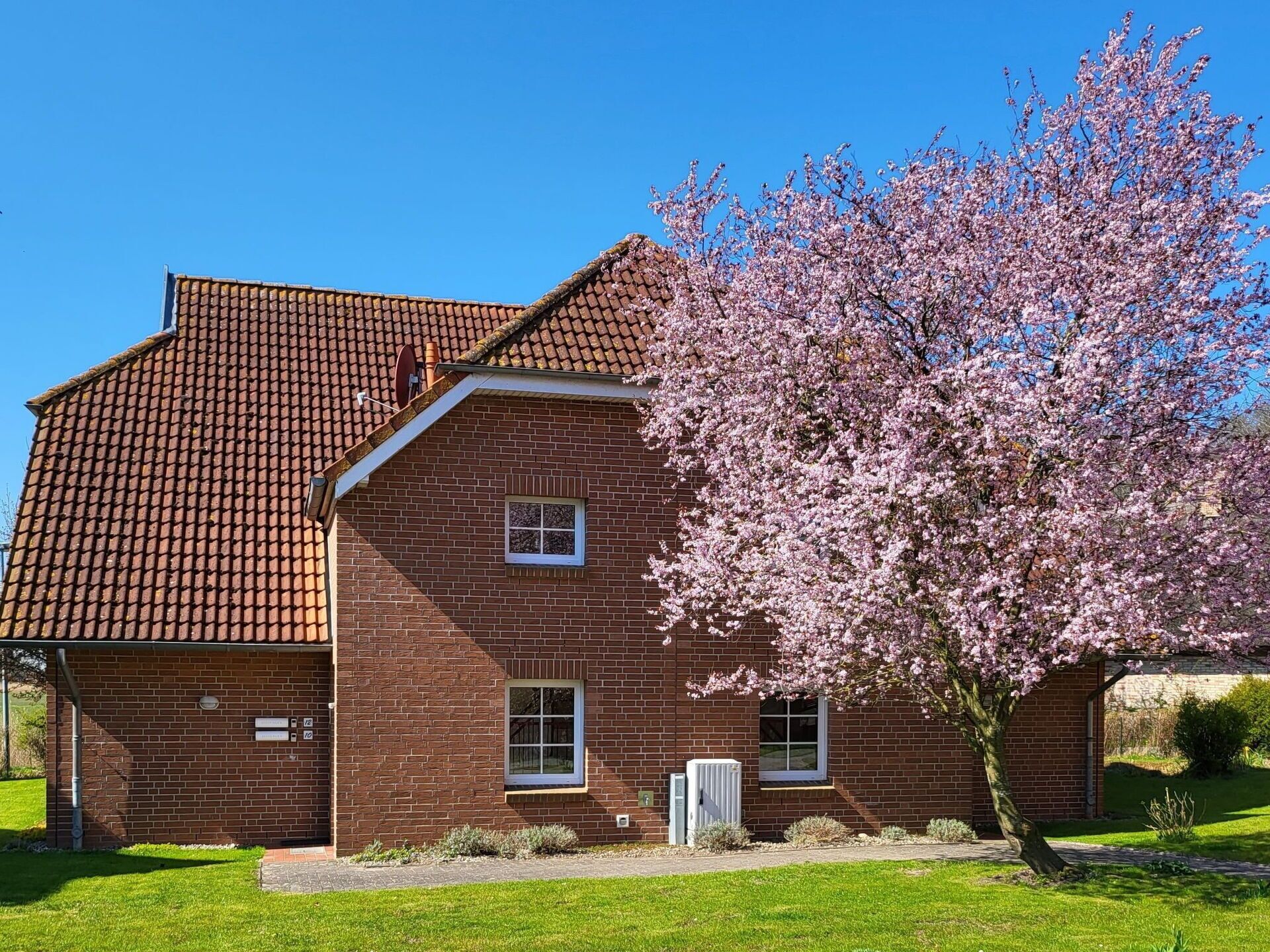 Ein Backsteinhaus mit Ziegeldach und einer Kirschblütenbaum vor der Fassade.