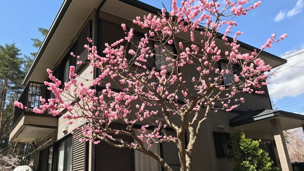 A building with a tree in front. - Forestcottage kiki. (Fujiyoshida)
