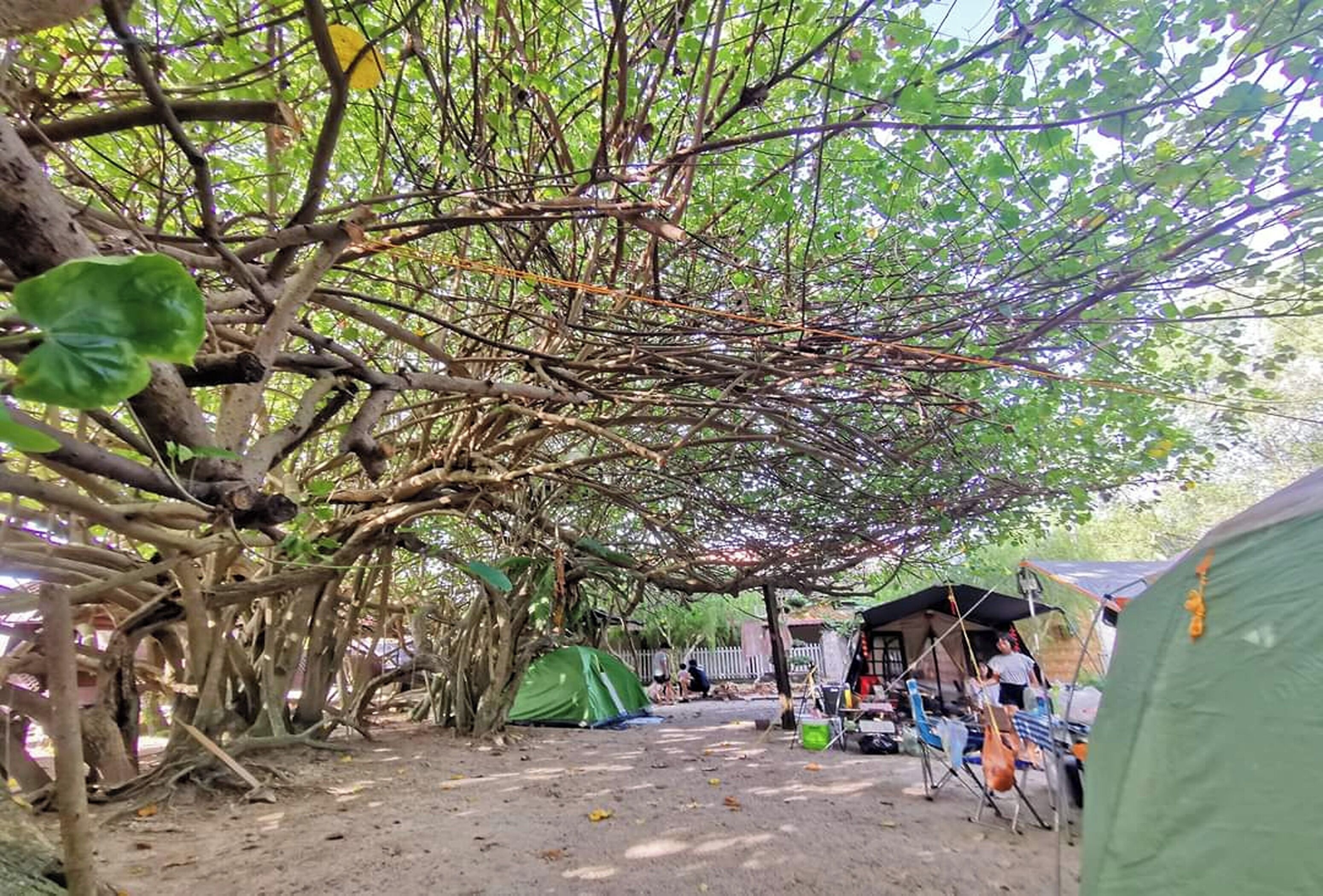Un camping con tiendas de campaña y un árbol que proporciona sombra.