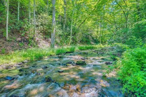 Un arroyo en un bosque con rocas, árboles y follaje.