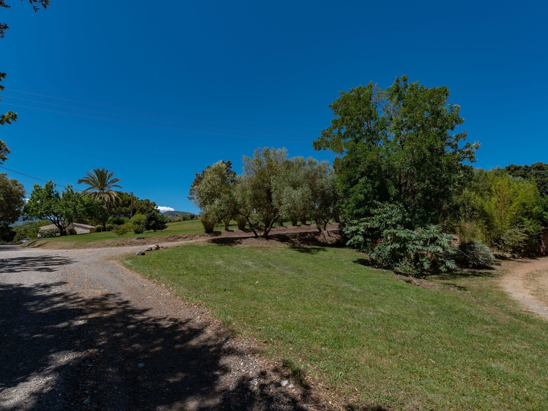 A rural landscape with a dirt road, green grass, and various trees.