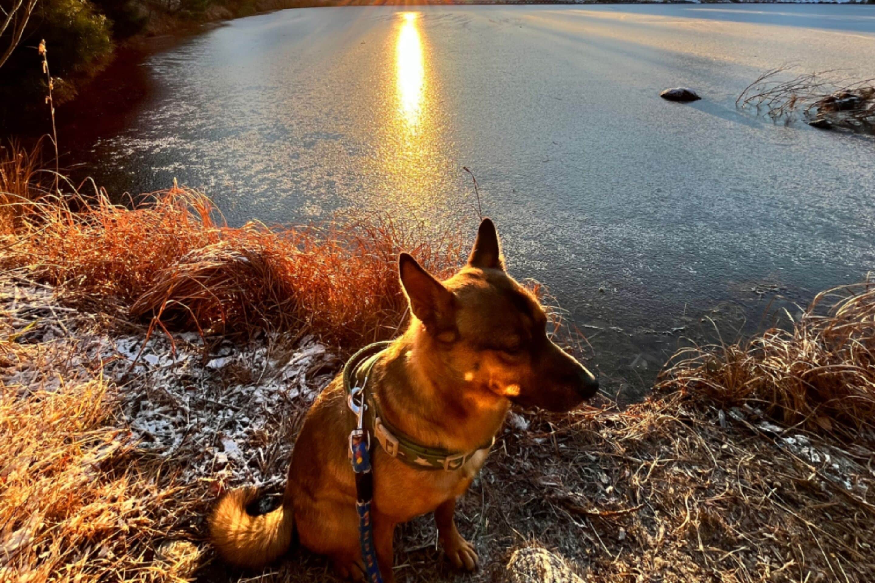 A dog sitting on a grassy area beside a road with a reflective surface.