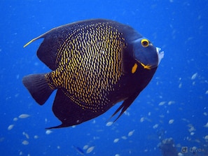 A fish with a dark body and yellow spots swimming in clear blue water.