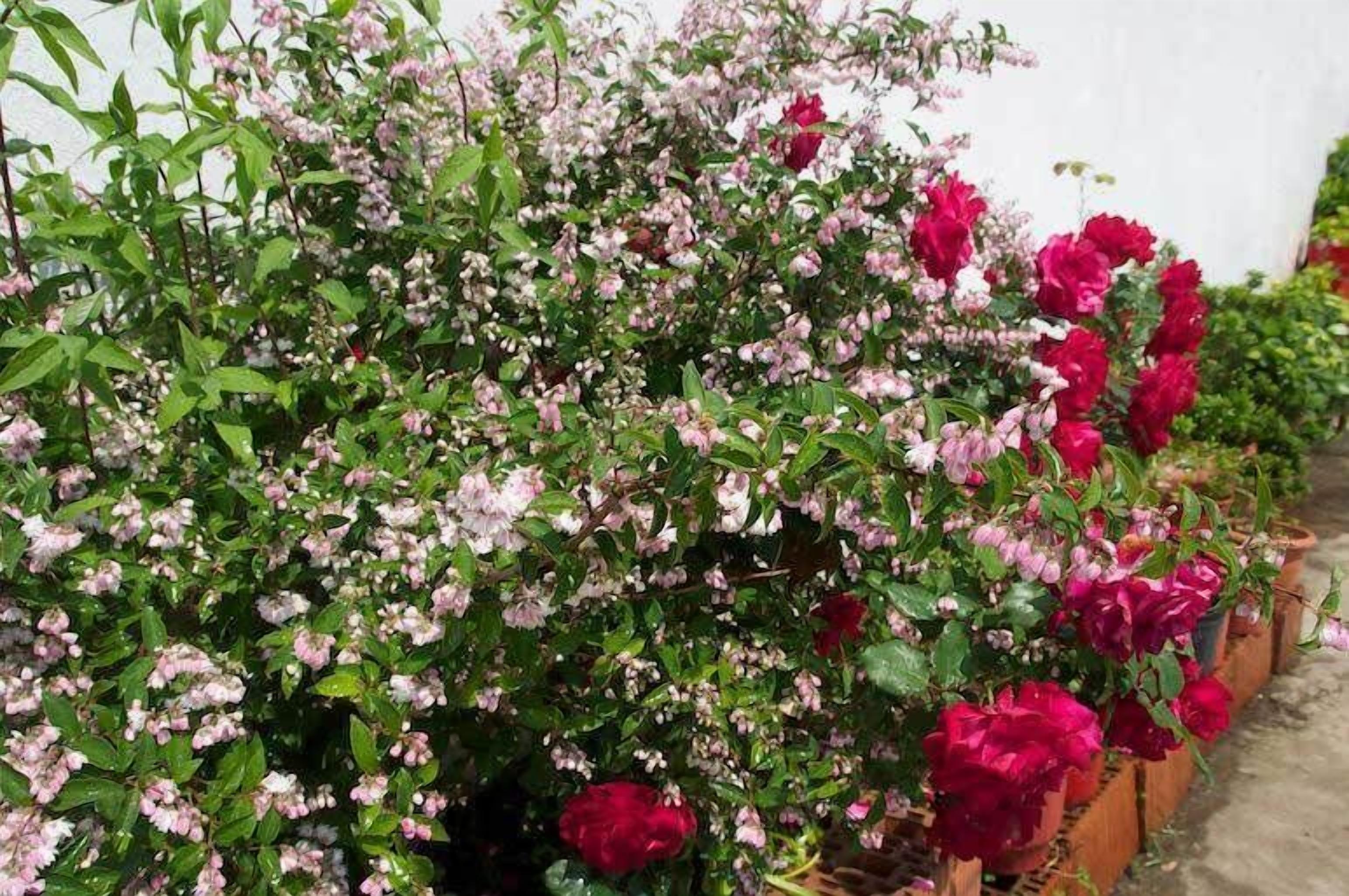 Un jardín con diversas plantas florecientes y una cerca de madera.