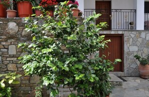 Garden - Marika Vlachou (Zagora-Mouresi)