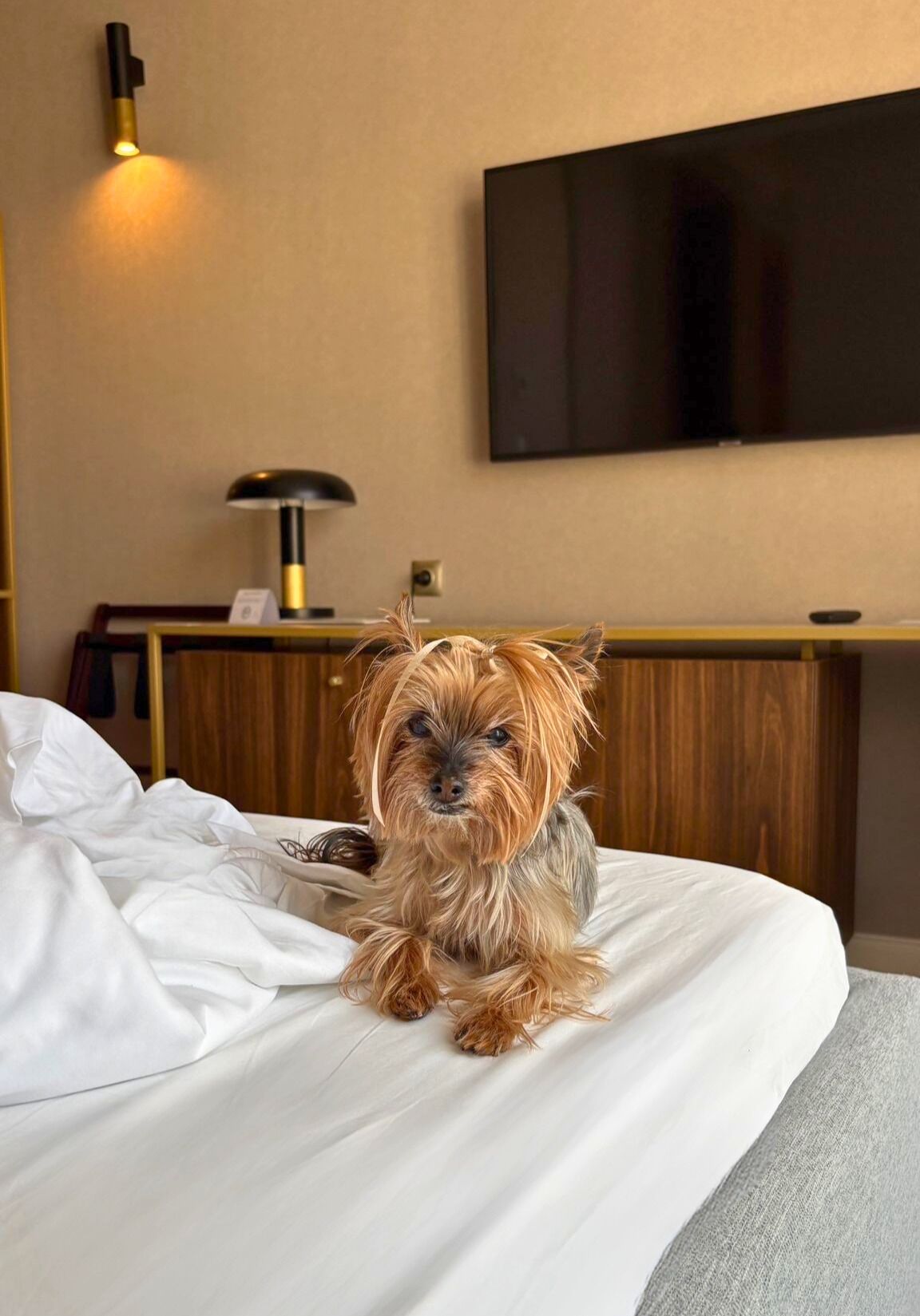 Ein kleiner Hund sitzt auf einem Bett in einem Hotelzimmer mit einem an der Wand befestigten Fernseher und einer Lampe auf einem Nachttisch.