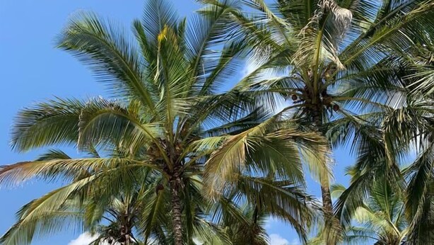 Una piscina con ombrellone di paglia e lettini, circondata da palme.