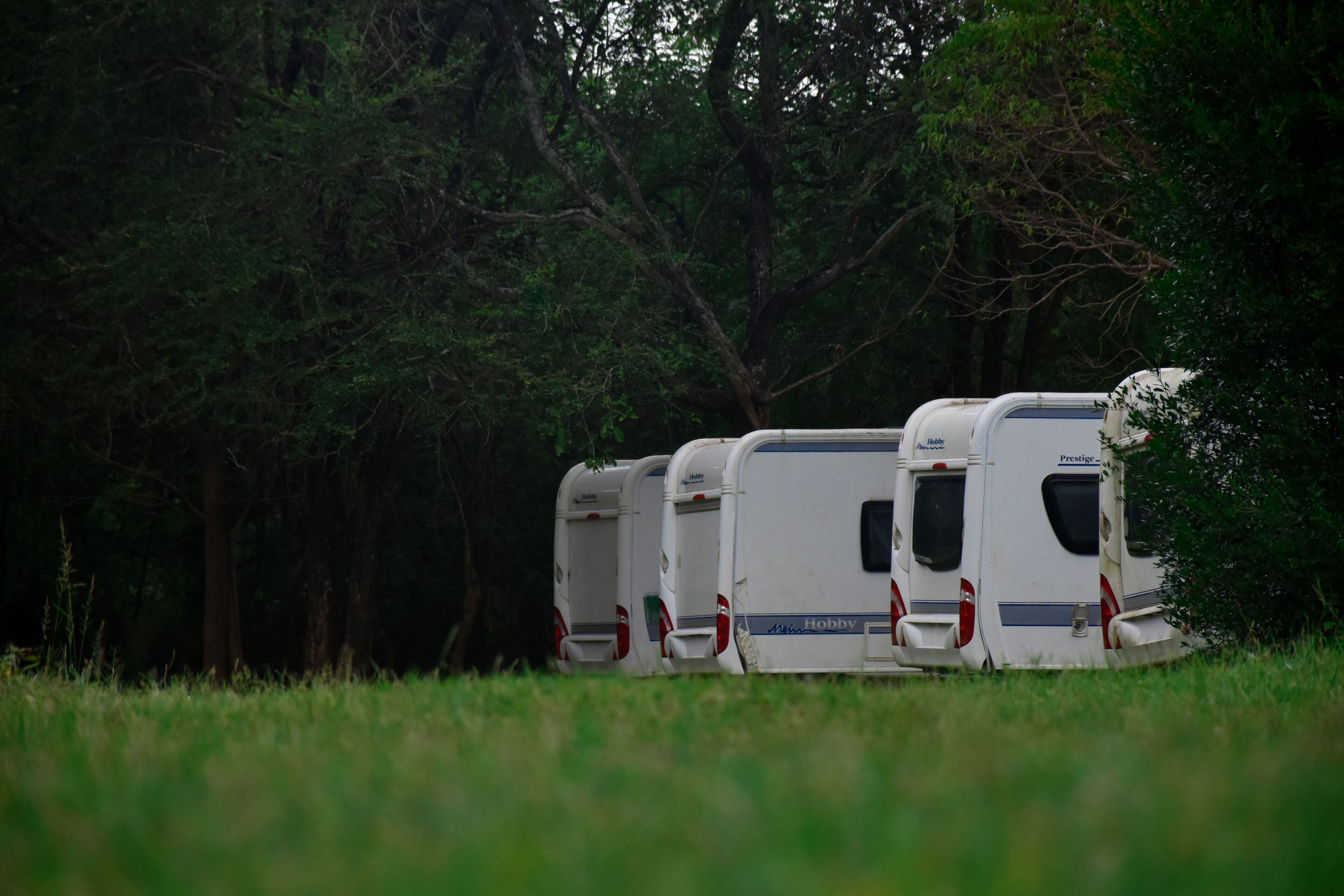 A row of white RVs parked in a grassy field with dense trees in the background.