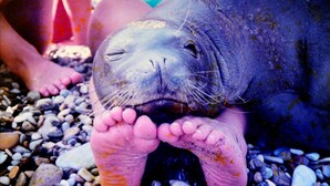 A seal with its paws raised, lying on a bed of pebbles. - Pension Votsi (Alonissos)