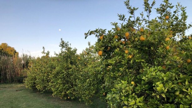 A row of citrus trees with green leaves and some yellow fruits, a grassy area, and a clear sky. - 2 bedroom house in toledo (Toledo)