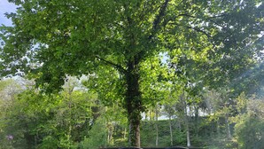 A dining table with four chairs in a lush, green outdoor setting. - Manoir historique • domaine & étang • calme absolu (Pluduno)