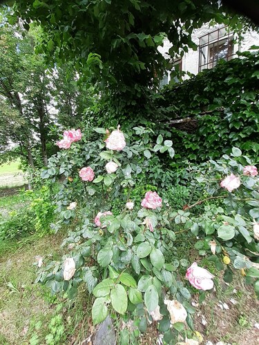 Gîte à Proximité de la Bourboule/mont-dore sur la Route des Fromages D'auvergne