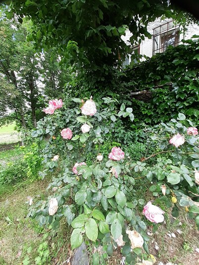 Gîte à Proximité de la Bourboule/mont-dore sur la Route des Fromages D'auvergne