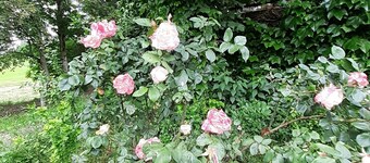 Gîte à Proximité de la Bourboule/mont-dore sur la Route des Fromages D'auvergne