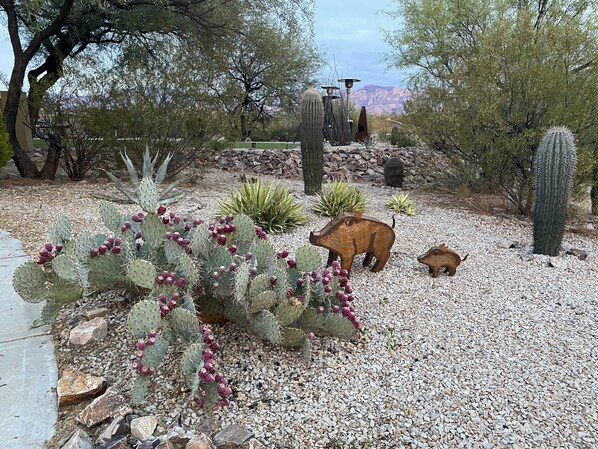 Stroll through a serene desert garden featuring a vibrant mix of cacti and a striking sculptural pig installation.