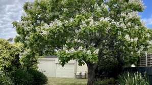 A tree with white blossoms in a backyard with a patio table and chairs. - Lucy's Cottage in beautiful Kyneton (Kyneton)