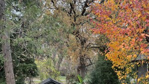 A wooden deck with wicker chairs and a small table, surrounded by trees with autumn leaves. - Your own modern treehouse overlooking Bidwell Park (Chico)