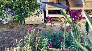 A garden with a brick wall, a tree with lemons, and a stone structure. - Domus Tilibbas - single villa, 3 bedroom suites (Olbia)