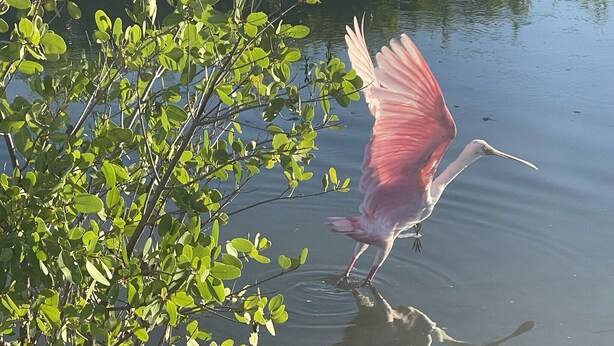 A bird, likely a heron, standing in shallow water near green foliage. - Fabulous DIRECT Oceanfront, private beach, shelling & steps to beach, no traffic (Fort Myers Beach)