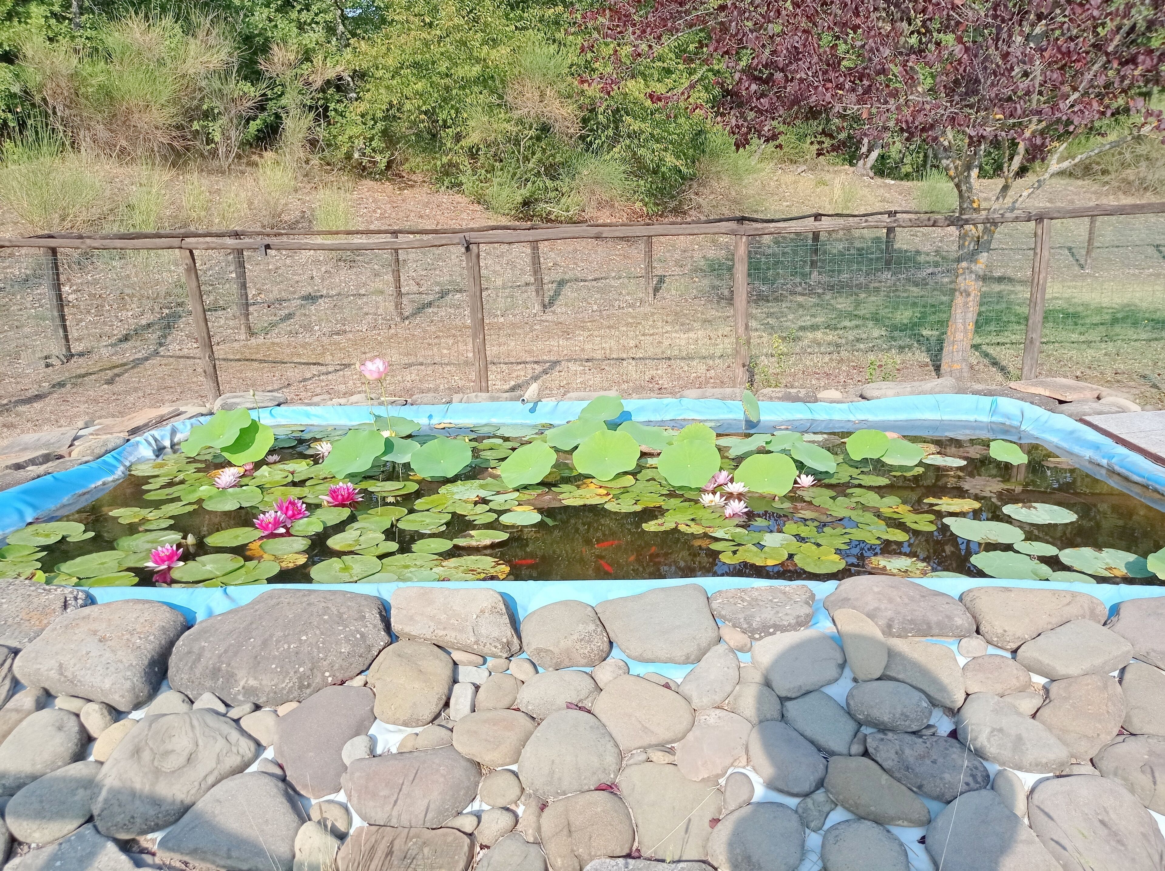 A pond with lily pads and pink flowers, surrounded by a stone border and a wooden fence.