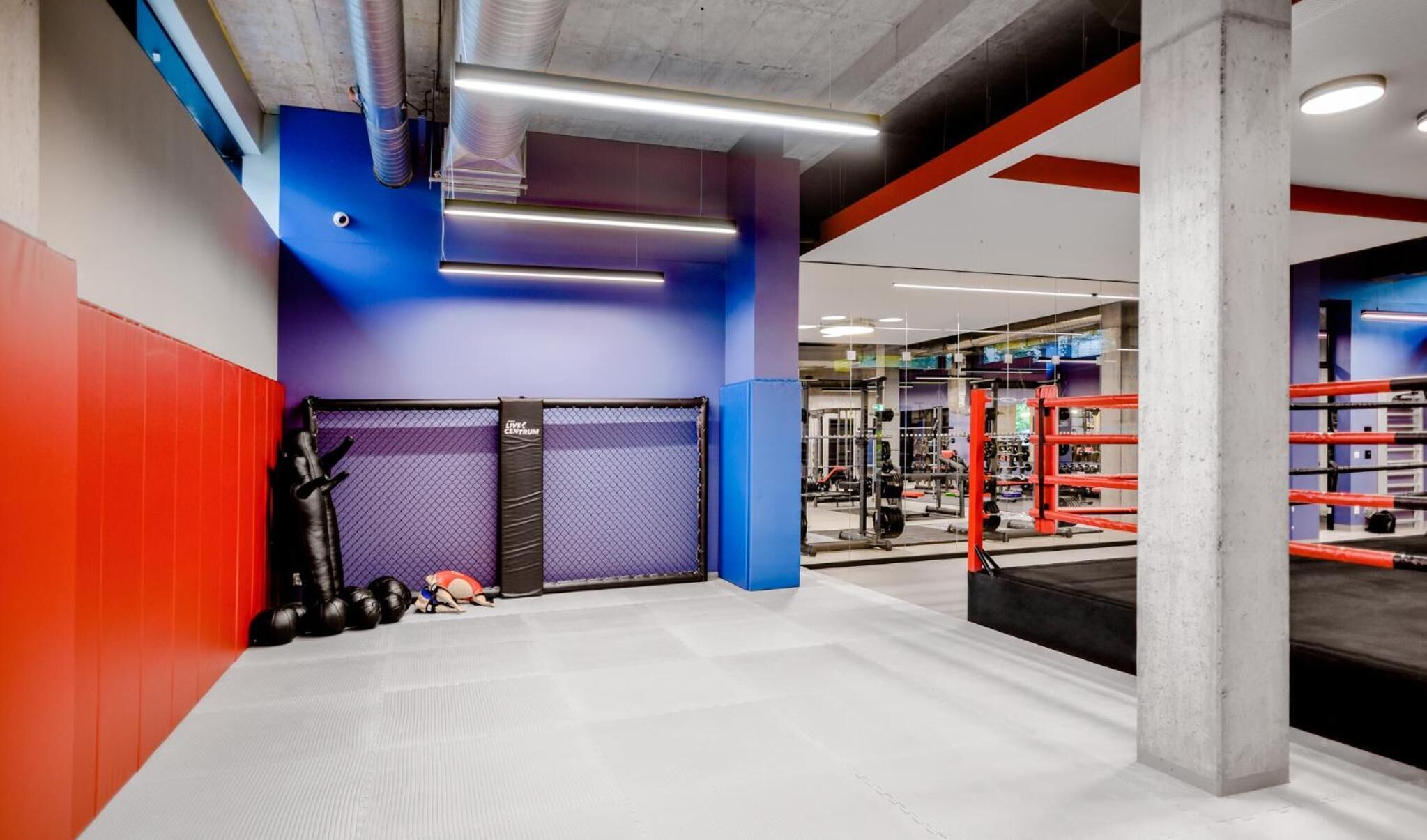 Un gimnasio con paredes moradas y rojas, equipamiento de levantamiento de pesas y un ring de boxeo.