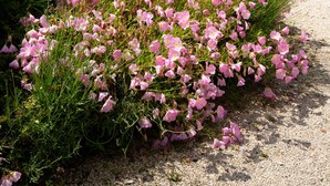 A gravel path lined with pink flowers and green shrubs, leading to a hill with houses in the background. - Tenuta Capizucchi (Rome)