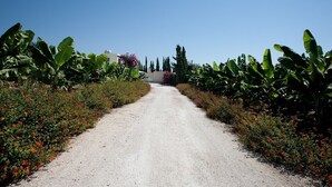 Un chemin de gravier bordé de bananiers et d’arbustes en fleurs, qui mène à un bâtiment.